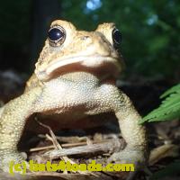 /home//u458753944/public_html/sourcegallery///Frogs/Mixed frogs/P6150155.JPG